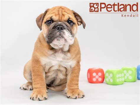 Visit euro puppy to find the dog for your life. English Bulldog Puppy In Florida