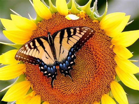 Butterfly On Sunflower 300346