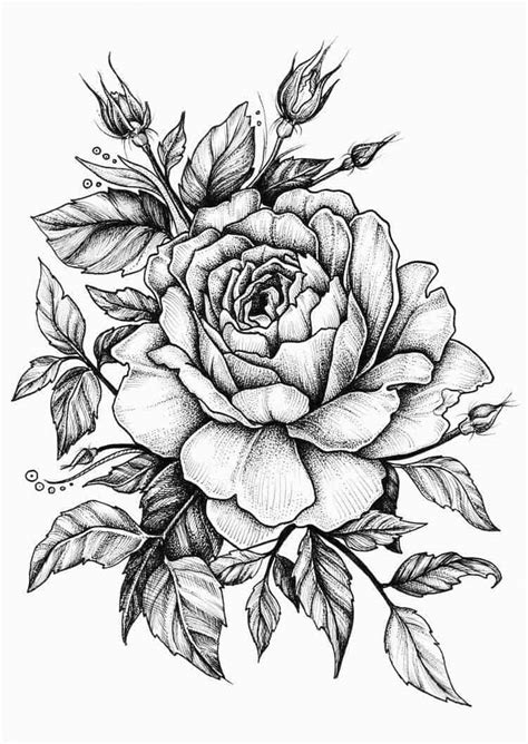 25 Beautiful Flower Drawing Information And Ideas Brighter Craft