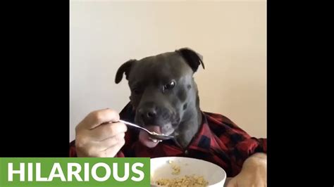 Human Dog Hybrid Enjoys Breakfast Youtube