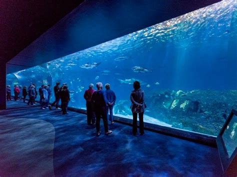 The North Carolina Aquarium Has 4 Must See Locations Statewide Trips