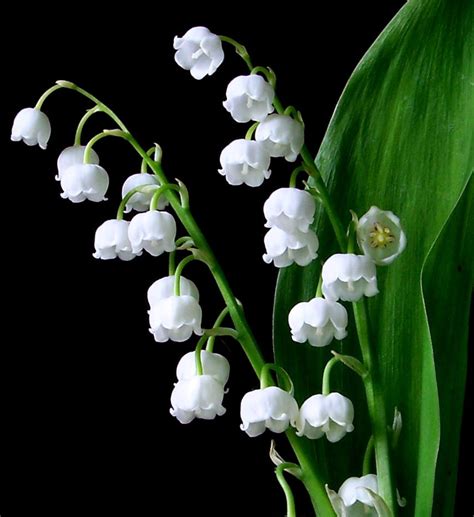 Lily Of The Valley By Fossilips On DeviantArt