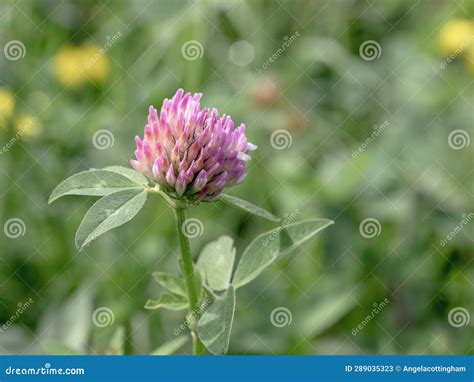Closeup Of A Pink Clover Flower In A Meadow Stock Image Image Of