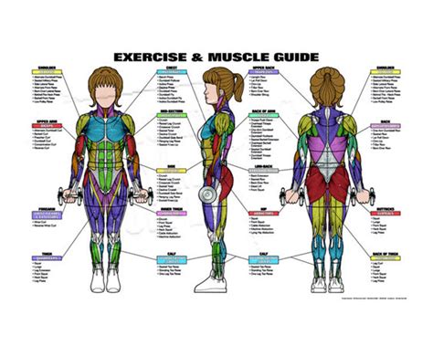 Female Muscle Anatomy Diagram