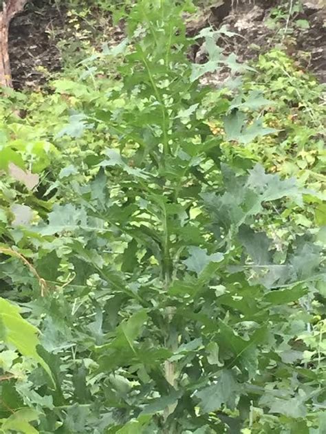 Identification What Is This Tall Broad Leaved Plant