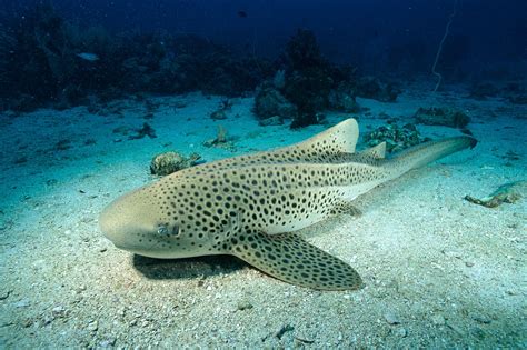 Virgin Birth Female Zebra Shark Has Babies Without Mating
