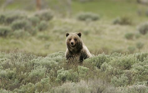 Grizzly Bear Grizzly Bear On Swan Lake Flatsjim Peacoj Flickr