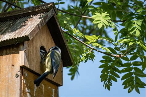 รูปภาพnest Box เลือกดูภาพถ่ายสต็อก เวกเตอร์ และวิดีโอ249 Adobe Stock