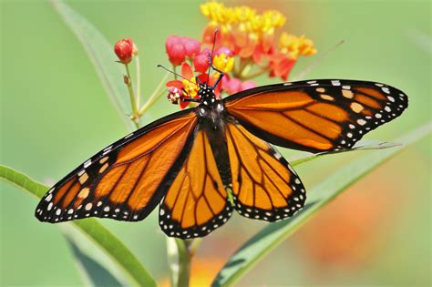 Monarch Butterfly Saint Louis Zoo