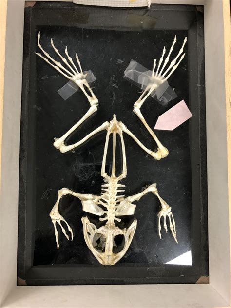 Frog Skeleton Diagram Quizlet