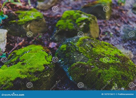 Rocks Covered In Vibrant Green Moss Stock Image Image Of Stone