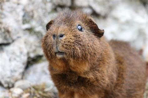 2 cm lang und sehen aus, als hätte man das meerschweinchen gegen den strich gebürstet. Rex zu verkaufen | Meerschweinchen | Informationen zu den ...
