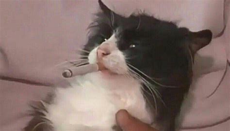 Create Meme Cat With A Cigarette Cat Cats Pictures Meme