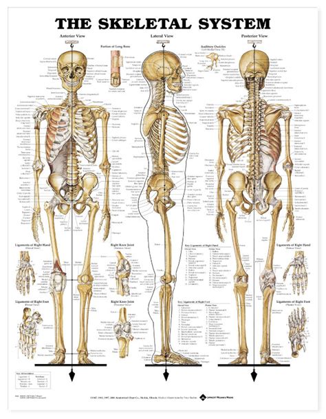 27480 8943 The Skeletal System Fysiomed