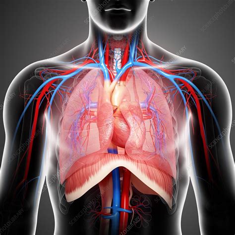 Maybe you would like to learn more about one of these? Chest anatomy, artwork - Stock Image - F006/1409 - Science Photo Library