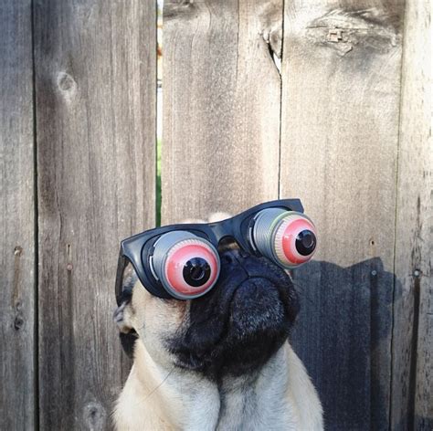 Even With These Goggles On Youre Spectacular Funny Animals
