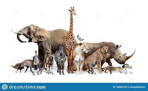 Large Group Of African Safari Animals Together Safari African