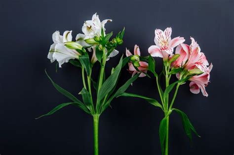 Free Photo Side View Of Pink And White Color Alstroemeria Flowers