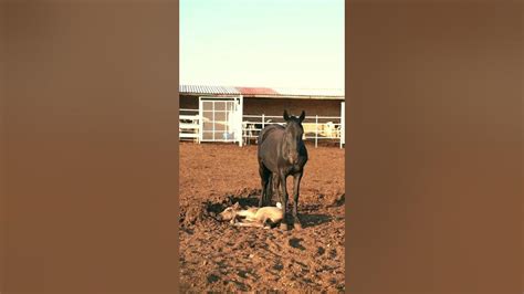 Horse Giving Birth A Babe Youtube