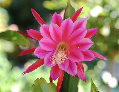 The Orchid Cactus Your Most Common Questions Answered