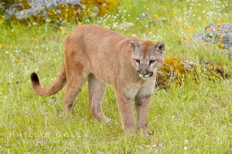 Mountain Lion Puma Concolor 15823 Natural History Photography