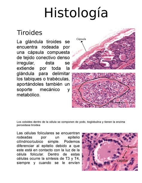 Histologia De La Tiroides La Glándula Tiroides Se Encuentra Rodeada