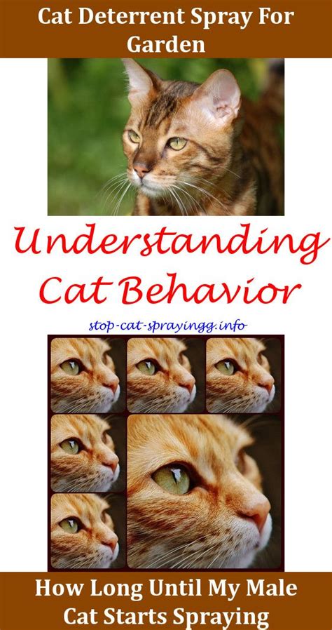 Some cats, both spayed females and neutered males, spray from a squatting position, rather than standing. Do Neutered Female Cats Spray - Pets Ideas