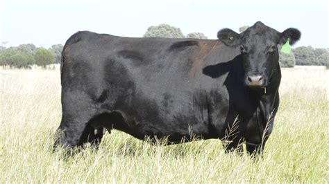 Angus Connect Are Angus Cows Getting Too Big The Land Nsw
