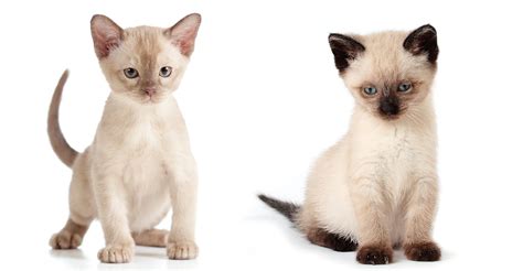 We breed colours seal, chocolate,blue,lilac sold as pets only to approved loving homes , we live in the queenstown area. Burmese vs Siamese - The Happy Cat Site Helps You Choose