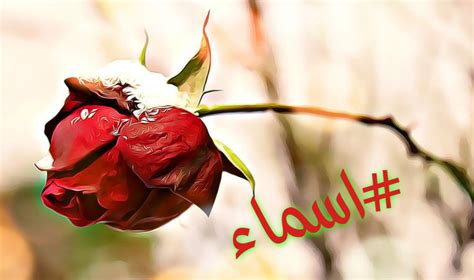 بخصوص صفية رضي الله عنها : قصيدة مدح باسم اسماء , قصائد جميله لاسم اسماء رهيبه