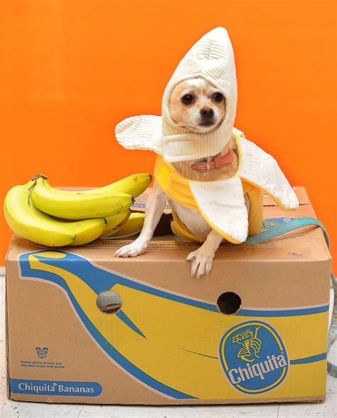 Chiquita Banana Chi Pet Costumes Chihuahua Love Cute Animals