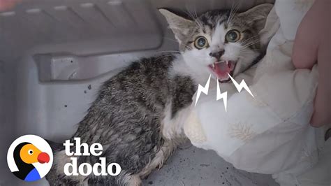 woman rescues a very angry growly feral kitten and earns her love the dodo cat crazy youtube