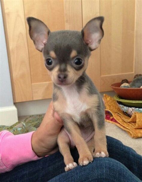 Baby Bella A Blue Chihuahua She Reminds Me A Lot Of My Own Little Chi