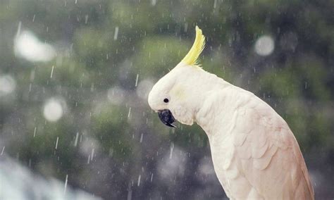 The Sad Parrot Definetly Your Next Wall Paper 1920 X 1080 Wallpaper