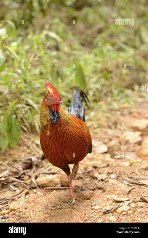 Ceylon Junglefowl Gallus Lafayetii Adult Male Standing In Rainforest