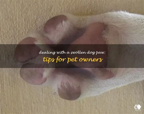Dealing With A Swollen Dog Paw Tips For Pet Owners Petshun
