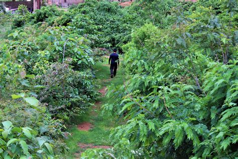 In the miyawaki technique, various native species of plants are planted close to each other so that the greens receive sunlight here are the basic steps to create an urban forest with the miyawaki method. The Miyawaki Method: A Better Way to Build Forests ...