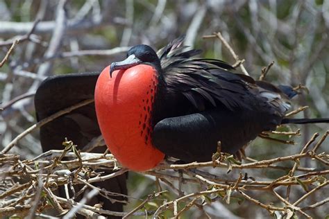 10 Facts About Magnificent Frigate Bird