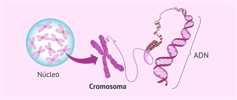 Esquema Cromosoma Núcleo Adn