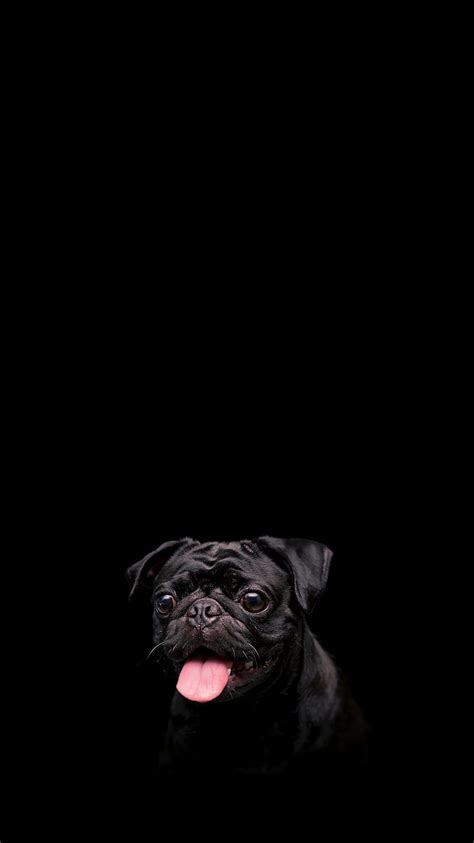 Pug Dog Pet Protruding Tongue Black Hd Phone Wallpaper Peakpx