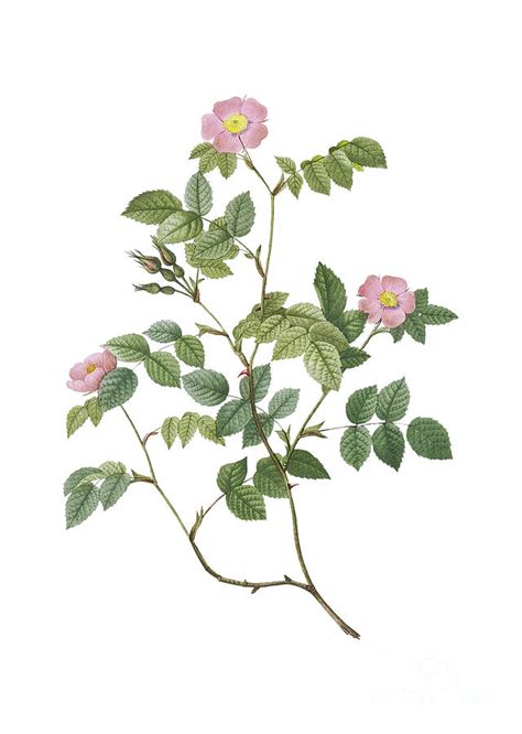 Vintage Sweetbriar Rose Botanical Illustration On Pure White Mixed Media By Holy Rock Design