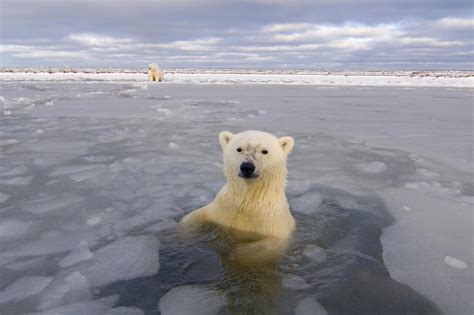 Living With Polar Bears Audubon