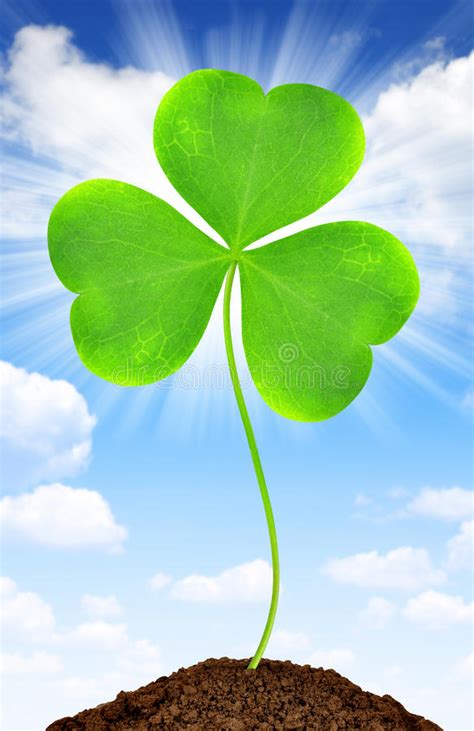 Green Clover Leaf Stock Photo Image Of Plant Hope Lucky 39454188