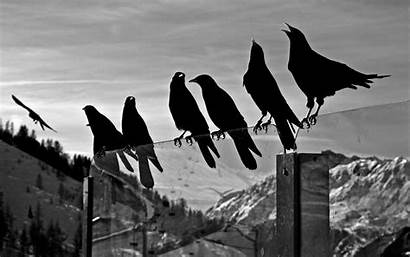 Crows Bird Birds Ravens Crow Desktop Bw