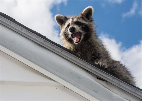 How Do Animals Damage Your Roof