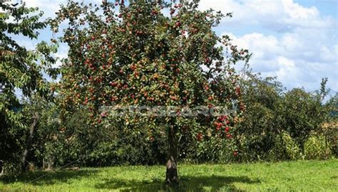 When to fertilize fruit trees fertilize fruit trees in early spring, before they begin their annual growth cycle. How to Fertilize Apple Trees | Garden Guides