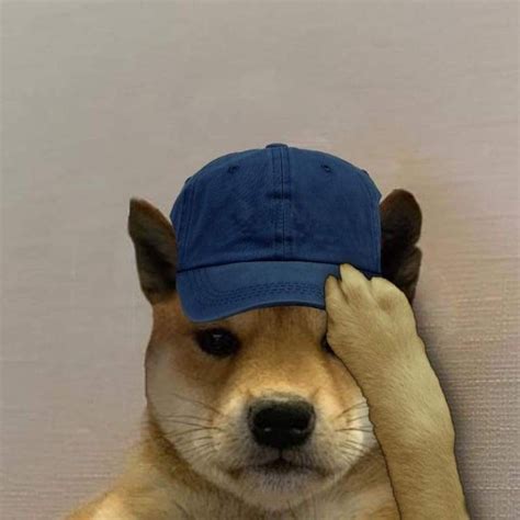 Dog Hat Hilarious Funny Dog Memes Shiba Animal Memes Doge