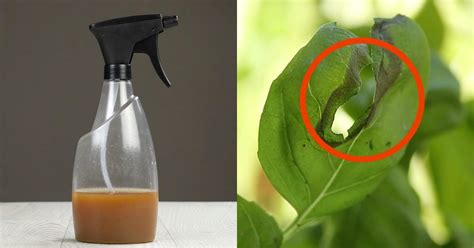 Homemade Insect Repellent For The Garden