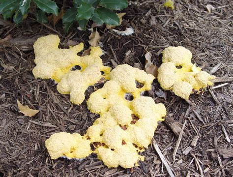 Fungus Fest Garden Housecalls