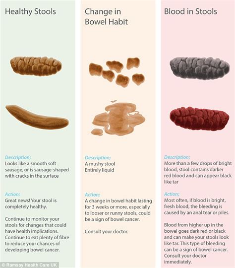 Poop Stool Color Changes Color Chart And Meaning Healthy Concept Stock